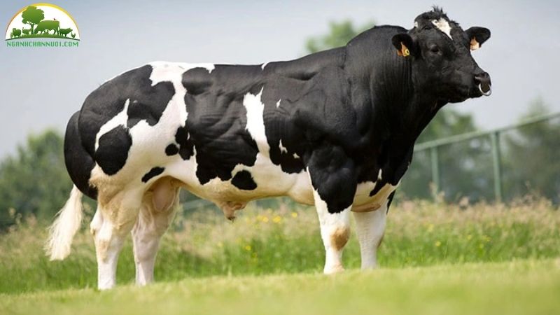 Tìm hiểu về bò 3b lai, bò 3b f1 có sinh sản được không? 4 bò 3b f1