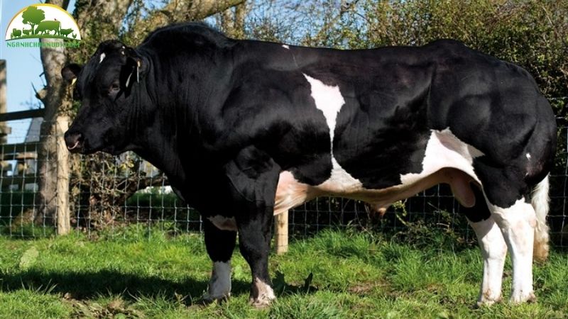 Tìm hiểu về bò 3b lai, bò 3b f1 có sinh sản được không? 5 bò 3b f1