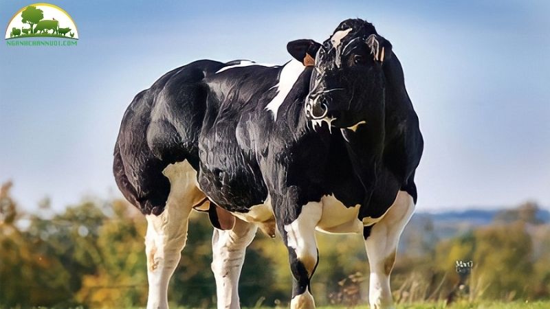 Tìm hiểu về bò 3b lai, bò 3b f1 có sinh sản được không? 6 bò 3b f1