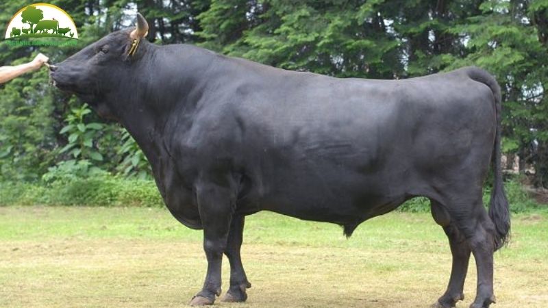 Bò kobe: nguồn gốc xuất xứ, đặc điểm và giá bán 4 bò kobe