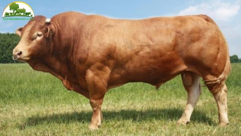 Bò Limousin: Giống Bò Thịt Siêu Đẻ Hiệu Suất Cao 6 Bò Limousin