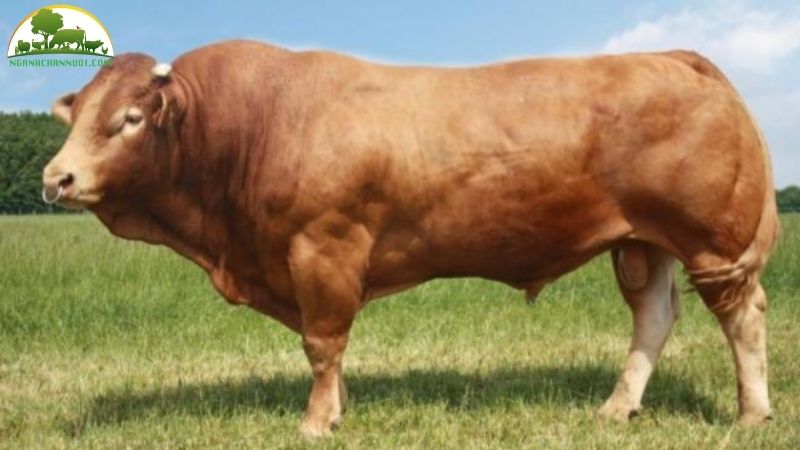 Bò Limousin: Giống Bò Thịt Siêu Đẻ Hiệu Suất Cao 5 Bò Limousin