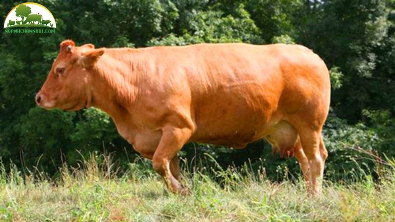 Bò Limousin: Giống Bò Thịt Siêu Đẻ Hiệu Suất Cao 4 Bò Limousin