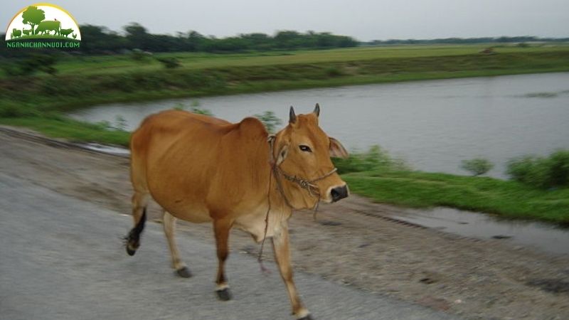 Bò Sahiwal: Nguồn gốc, đặc điểm và hiệu quả chăn nuôi 6 Bò Sahiwal