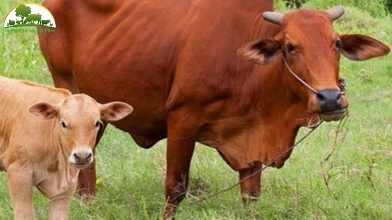 Bò Sahiwal: Nguồn gốc, đặc điểm và hiệu quả chăn nuôi 5 Bò Sahiwal