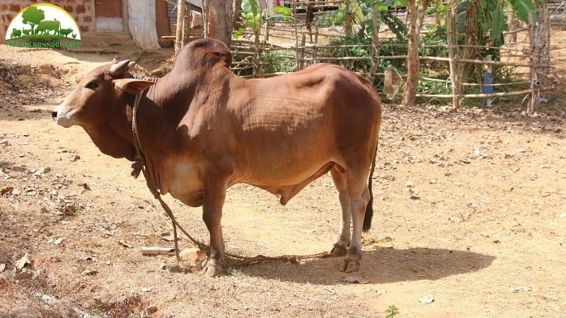 Bò Sahiwal: Nguồn gốc, đặc điểm và hiệu quả chăn nuôi 4 Bò Sahiwal