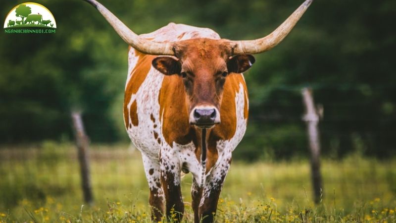 Bò Texas: giống bò sừng dài độc đáo của Mỹ 4 bò texas