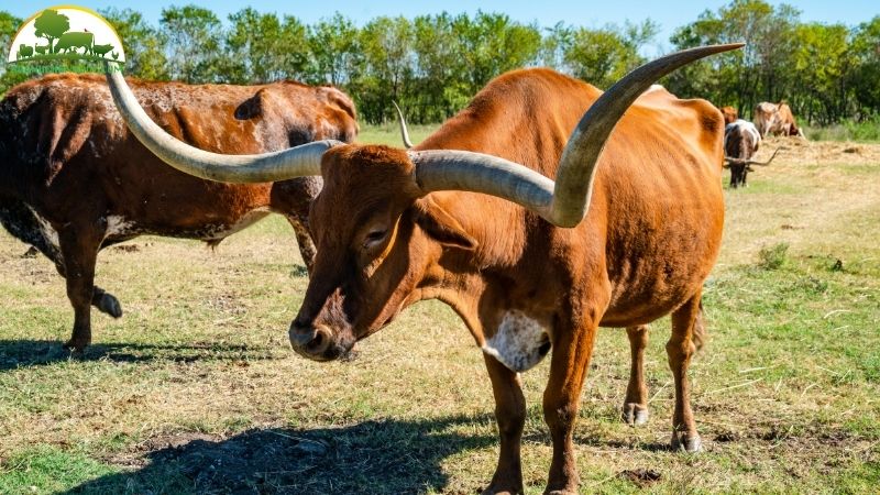 Bò Texas: giống bò sừng dài độc đáo của Mỹ 5 bò texas