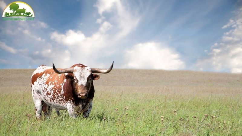Bò Texas: giống bò sừng dài độc đáo của Mỹ 6 bò texas