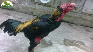 cách chữa mốc cho gà chọi