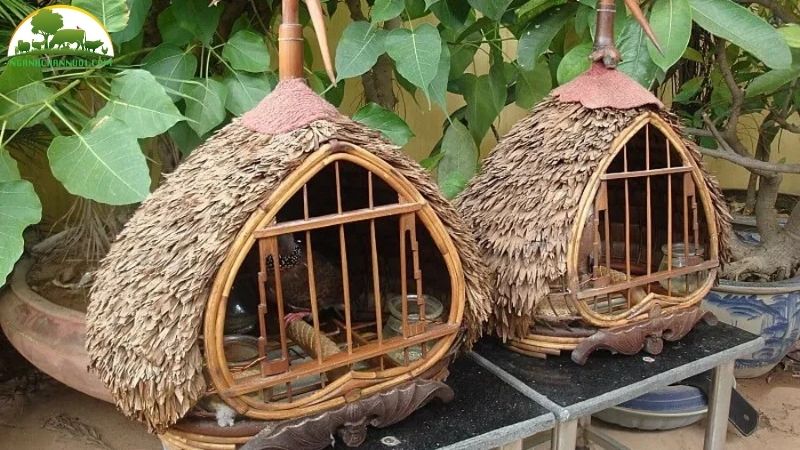 Cách Làm Chuồng Nuôi Cu Gáy Sinh Sản Kích Thước Chuẩn 6 chuồng nuôi cu gáy sinh sản