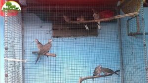 chuồng nuôi cu gáy sinh sản