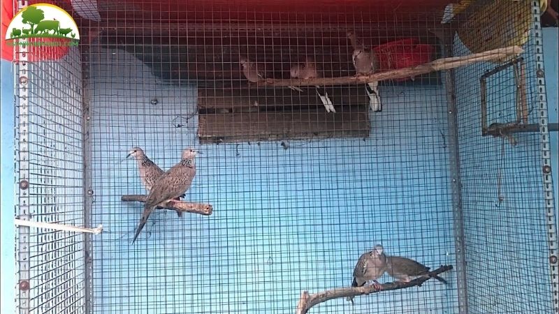 Cách Làm Chuồng Nuôi Cu Gáy Sinh Sản Kích Thước Chuẩn 5 chuồng nuôi cu gáy sinh sản