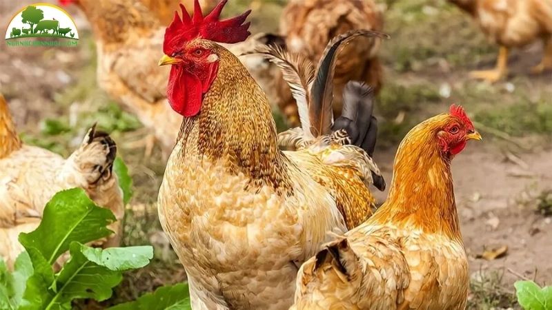Gà ỉa phân xanh phân trắng: nguyên nhân, triệu chứng và cách điều trị 4 gà ỉa phân xanh