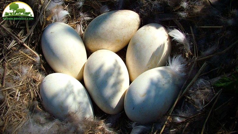 Ngỗng sư tử đẻ bao nhiều trứng? Giá trứng ngỗng sư tử bao nhiêu? 4 giá trứng ngỗng sư tử
