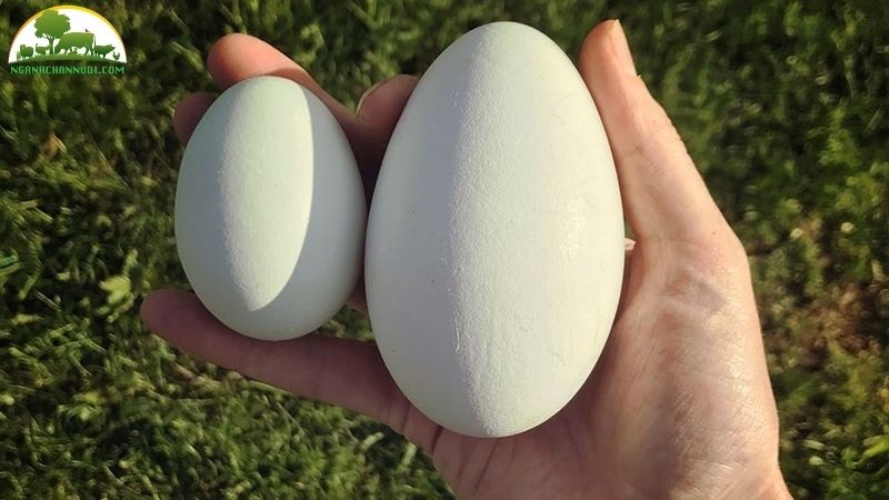 Ngỗng sư tử đẻ bao nhiều trứng? Giá trứng ngỗng sư tử bao nhiêu? 5 giá trứng ngỗng sư tử