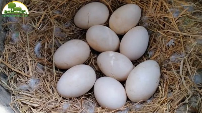 Ngỗng sư tử đẻ bao nhiều trứng? Giá trứng ngỗng sư tử bao nhiêu? 6 giá trứng ngỗng sư tử