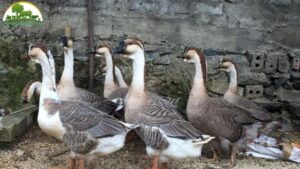 mua ngỗng sư tử