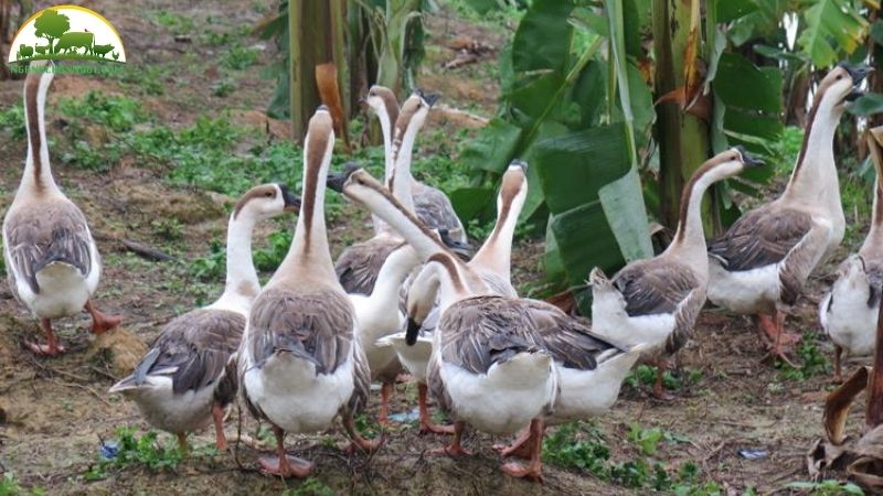 Ngỗng sư tử thuần chủng: nguồn gốc, đặc điểm và chủng loại 6 ngỗng sư tử