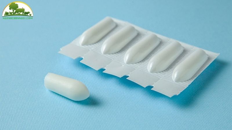TOP 6 loại thuốc chữa mốc cho gà chọi hiệu quả nhanh nhất 6 thuốc chữa mốc cho gà chọi