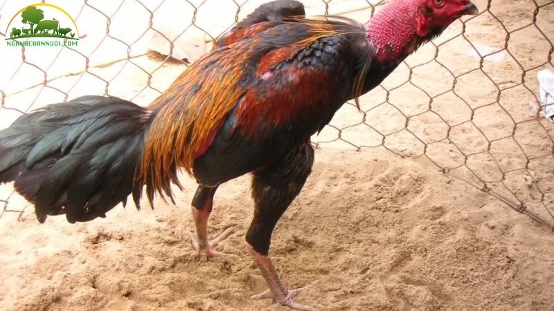 Cách trị mốc, lác cho gà tại nhà nhanh khỏi và hiệu quả nhất 5 trị mốc lác cho gà