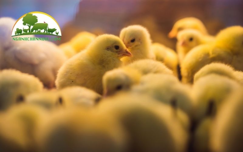 Ấp trứng gà bằng máy bao nhiêu ngày thì nở? 6 ấp trứng gà bằng máy bao nhiêu ngày thì nở