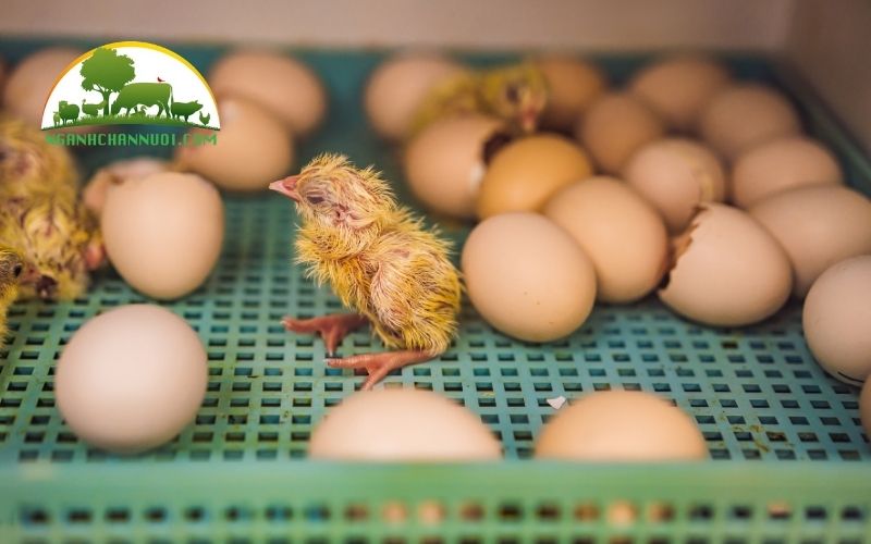 Ấp trứng gà bằng máy bao nhiêu ngày thì nở? 5 ấp trứng gà bằng máy bao nhiêu ngày thì nở