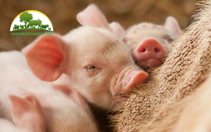 Bao nhiều ngày thì cho lợn con tập ăn được? 5 bao nhiêu ngày thì cho lợn con tập ăn