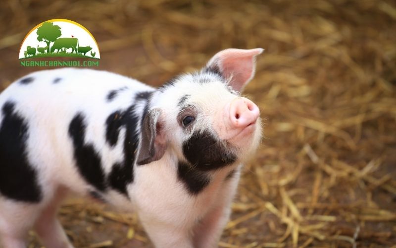 Bao nhiều ngày thì cho lợn con tập ăn được? 6 bao nhiêu ngày thì cho lợn con tập ăn