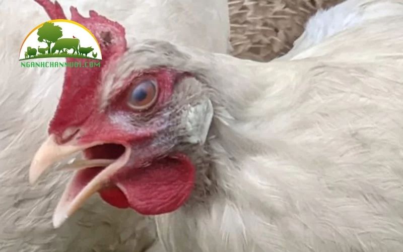 Nguyên nhân, triệu chứng và cách điều trị bệnh ib trên gà 4 bệnh ib trên gà