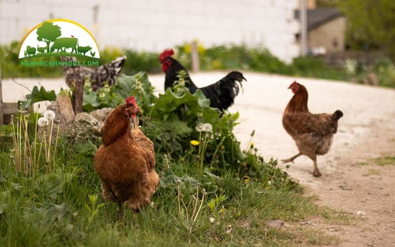 Nguyên nhân, triệu chứng và cách điều trị bệnh ib trên gà 5 bệnh ib trên gà