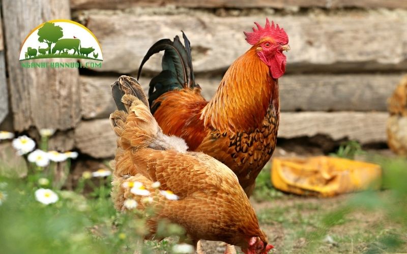 Nguyên nhân, triệu chứng và cách điều trị bệnh ib trên gà 6 bệnh ib trên gà