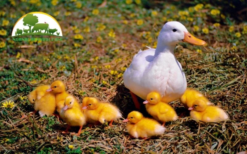 TOP 3 các giống vịt siêu trứng được nuôi phổ biến nhất hiện nay 4 các giống vịt siêu trứng