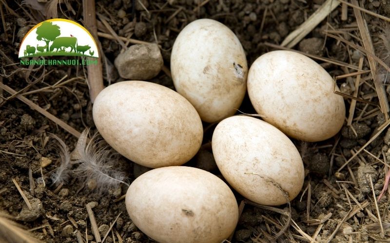 TOP 3 các giống vịt siêu trứng được nuôi phổ biến nhất hiện nay 6 các giống vịt siêu trứng
