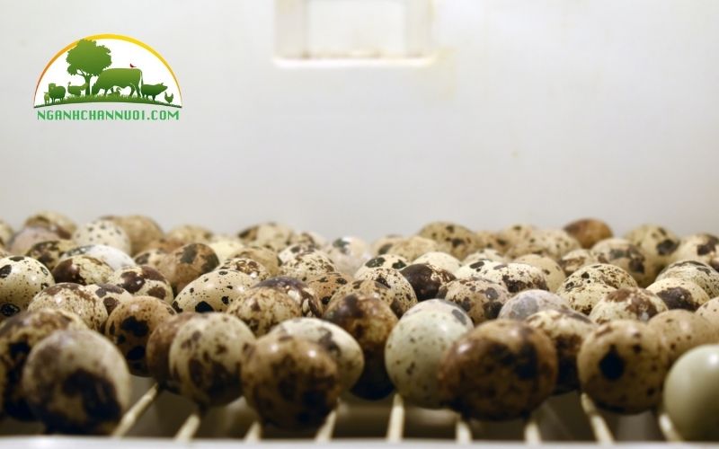 Hướng dẫn cách ấp trứng chim cút tại nhà bằng bóng đèn 5 cách ấp trứng chim cút tại nhà
