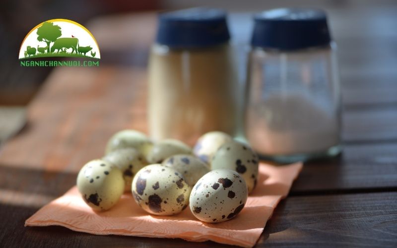 Hướng dẫn cách ấp trứng chim cút tại nhà bằng bóng đèn 4 cách ấp trứng chim cút tại nhà