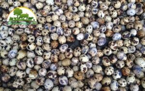 cách ấp trứng chim cút tại nhà