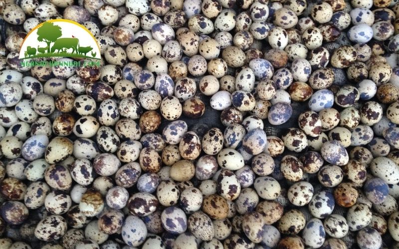 cách ấp trứng chim cút tại nhà