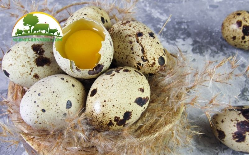 Cách ấp trứng cút và điều chỉnh nhiệt độ đúng kỹ thuật 5 Cách ấp trứng cút
