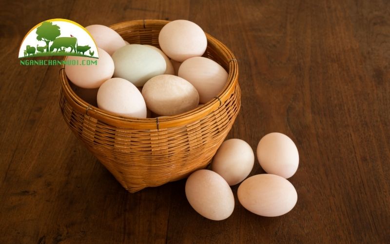 Cách ấp trứng vịt lộn không cần máy, không cần đèn đơn giản tại nhà 4 Cách ấp trứng vịt lộn không cần máy