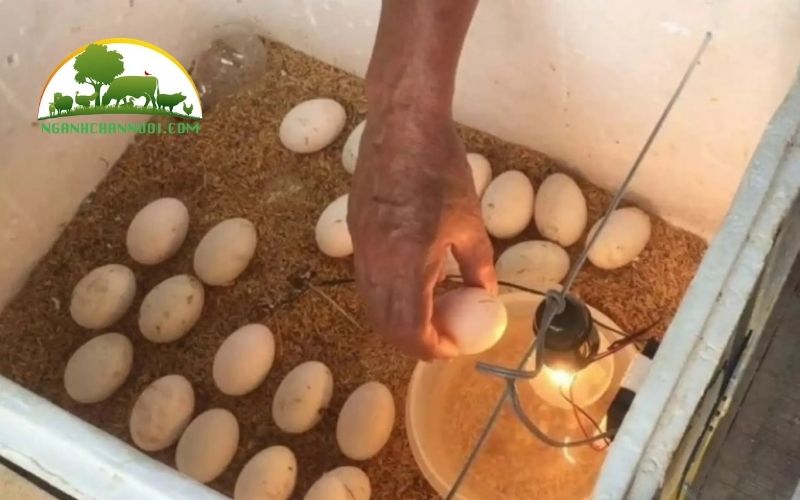 Cách ấp trứng vịt lộn không cần máy, không cần đèn đơn giản tại nhà 6 Cách ấp trứng vịt lộn không cần máy