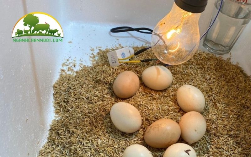 Cách ấp trứng vịt lộn không cần máy, không cần đèn đơn giản tại nhà 5 Cách ấp trứng vịt lộn không cần máy
