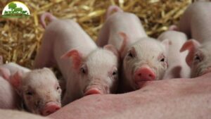 cách cai cho sữa lợn con