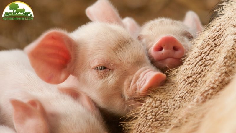 Cách cho heo con ăn sớm hiệu quả, mau lớn 4 Cách cho heo con ăn
