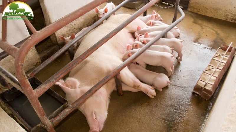 Cách cho heo con ăn sớm hiệu quả, mau lớn 5 Cách cho heo con ăn