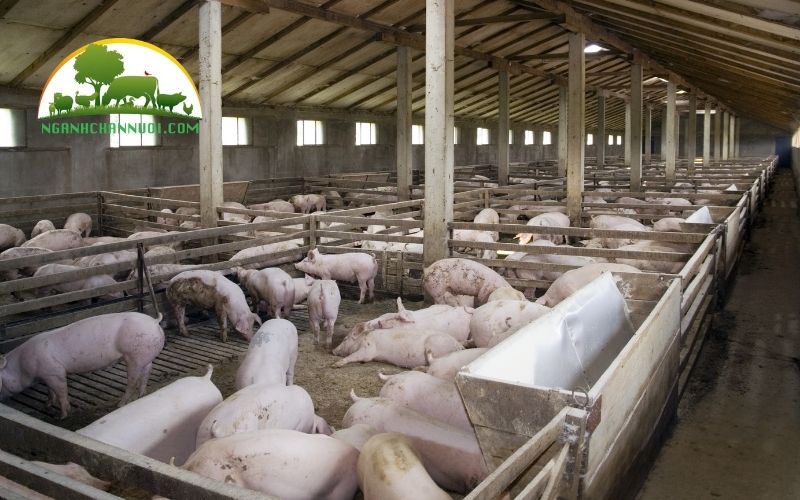 Cách làm chuồng heo thịt đúng kỹ thuật và tiết kiệm chi phí 4 cách làm chuồng heo thịt