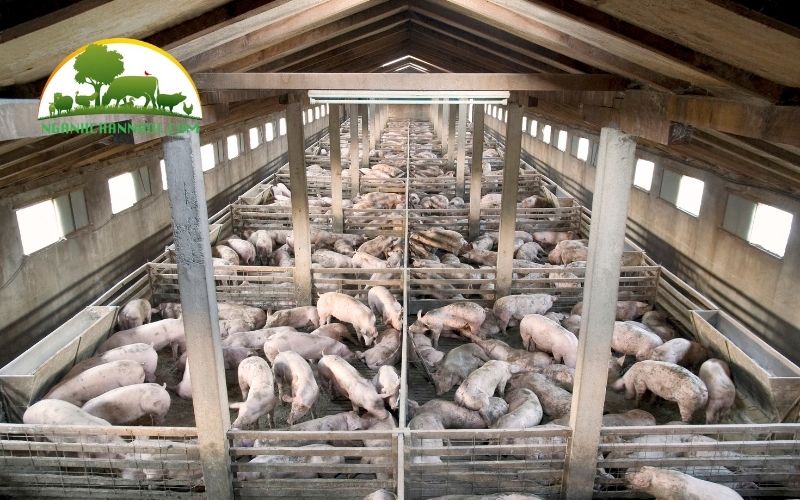 Cách làm chuồng heo thịt đúng kỹ thuật và tiết kiệm chi phí 6 cách làm chuồng heo thịt