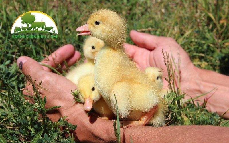 Cách nuôi vịt con mới nở tại nhà khỏe mạnh và mau lớn 6 cách nuôi vịt con mới nở