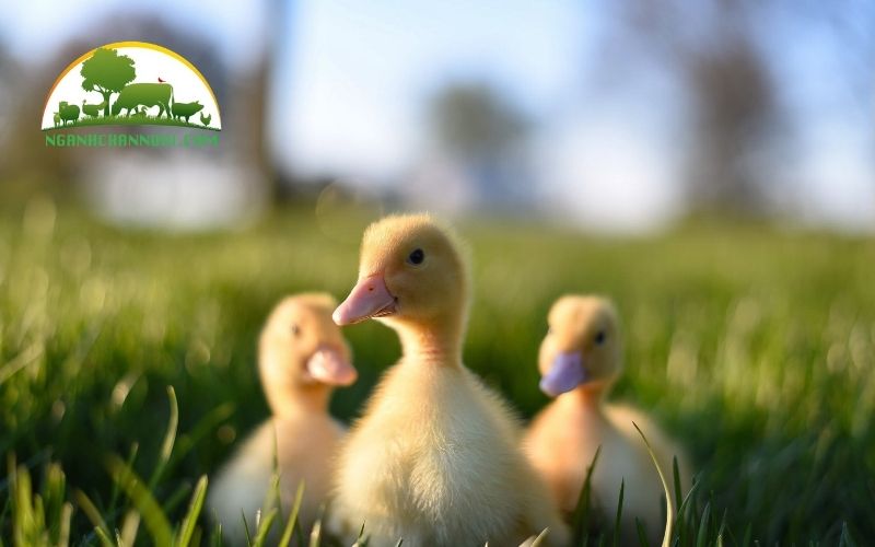 Cách nuôi vịt con mới nở tại nhà khỏe mạnh và mau lớn 4 cách nuôi vịt con mới nở
