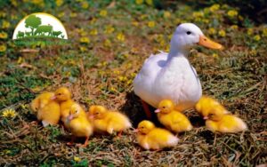 cách nuôi vịt con mới nở